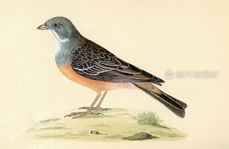圃鹀狩猎，Emberiza hortulana，雀鸟，野生动物艺术，维多利亚，19世纪